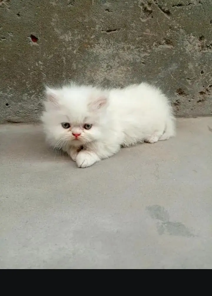 (Persian female kitten) (for sale all) (Pakistan delivery available) — photo 2