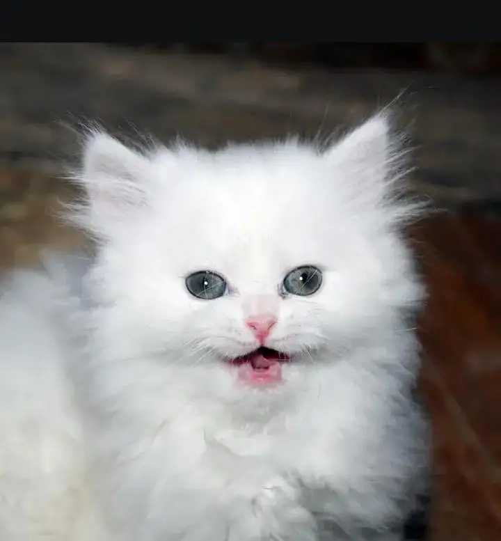 (Persian female kitten) (for sale all) (Pakistan delivery available) — photo 5