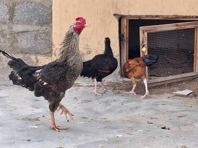 aseel adult murgi, adult murga aur little murga