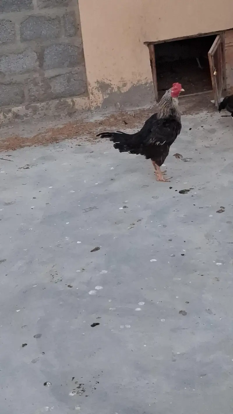 aseel adult murgi, adult murga aur little murga — photo 2