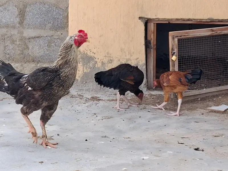 aseel adult murgi, adult murga aur little murga — photo 3