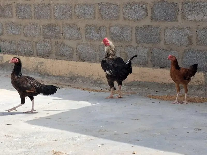 aseel adult murgi, adult murga aur little murga — photo 4
