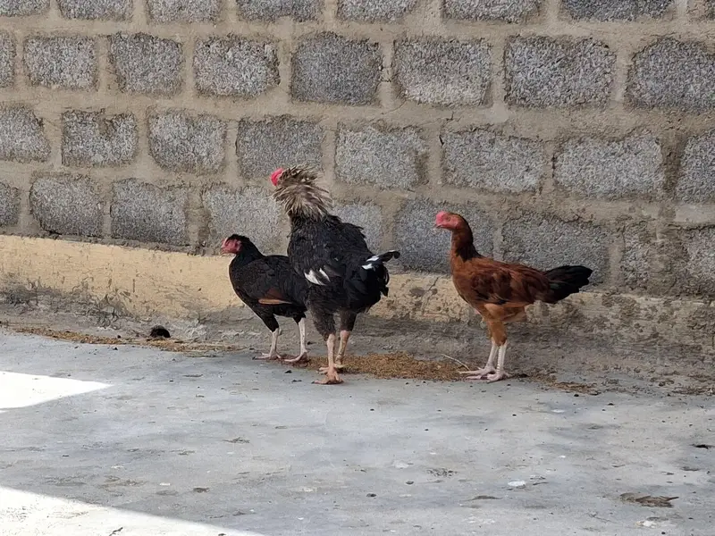 aseel adult murgi, adult murga aur little murga — photo 5