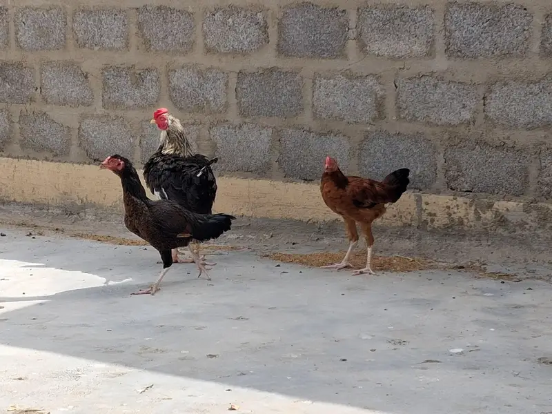 aseel adult murgi, adult murga aur little murga — photo 6