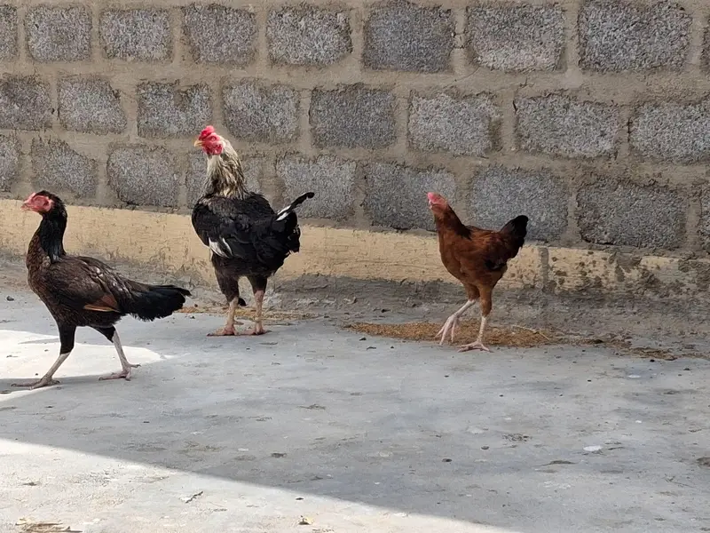 aseel adult murgi, adult murga aur little murga — photo 7