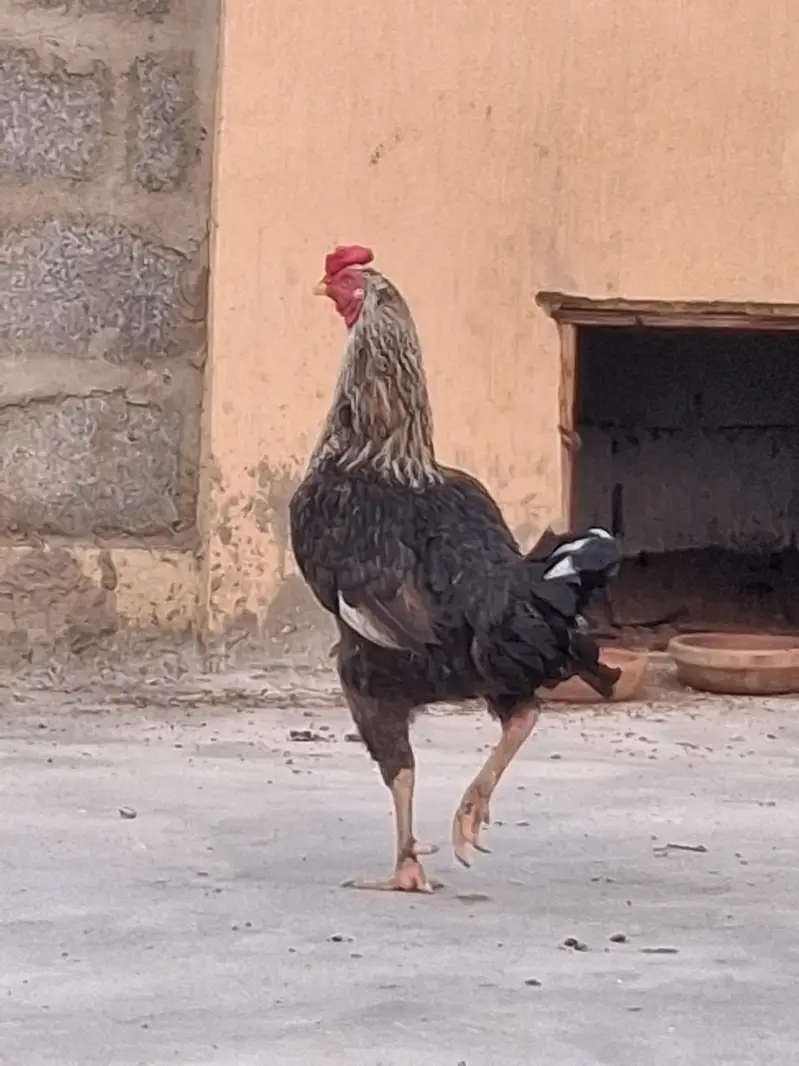 aseel adult murgi, adult murga aur little murga — photo 8