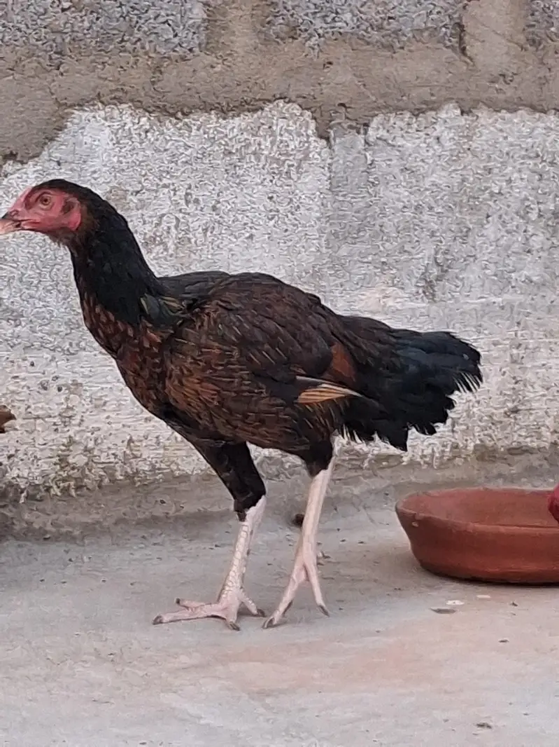 aseel adult murgi, adult murga aur little murga — photo 9