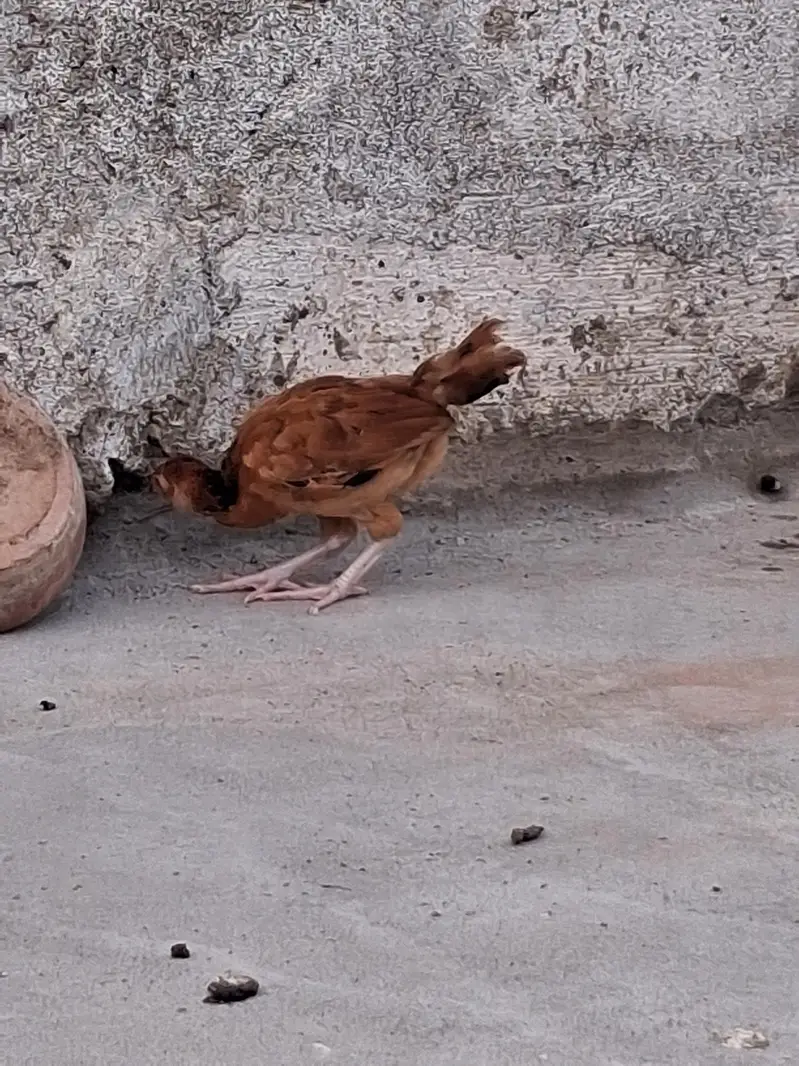 aseel adult murgi, adult murga aur little murga — photo 10