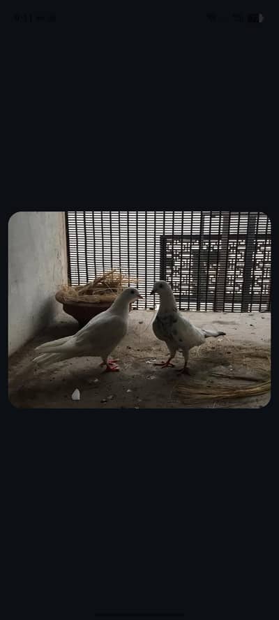 breeder pair bohot acha h pair  breeding karna wala