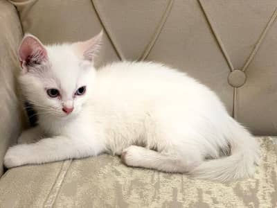 Persian good breed kittens