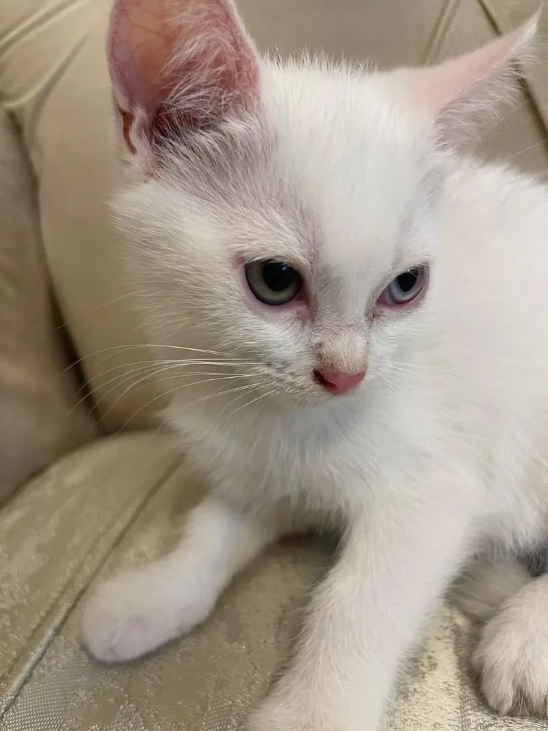 Persian good breed kittens — photo 2