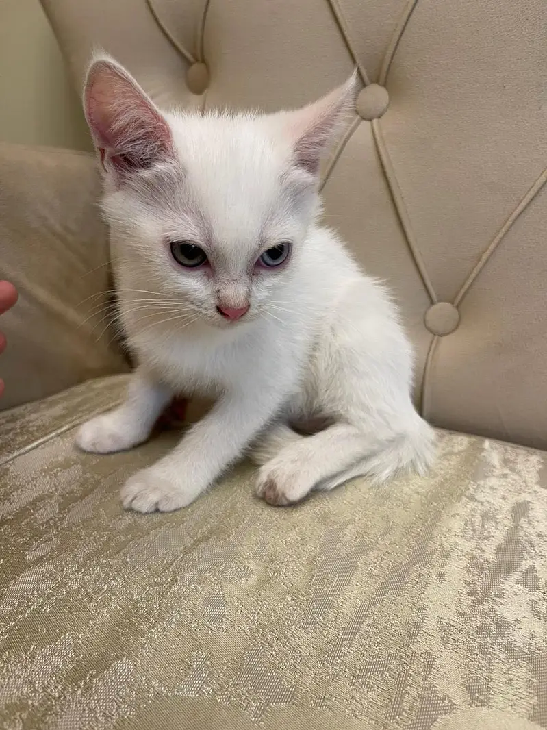 Persian good breed kittens — photo 3