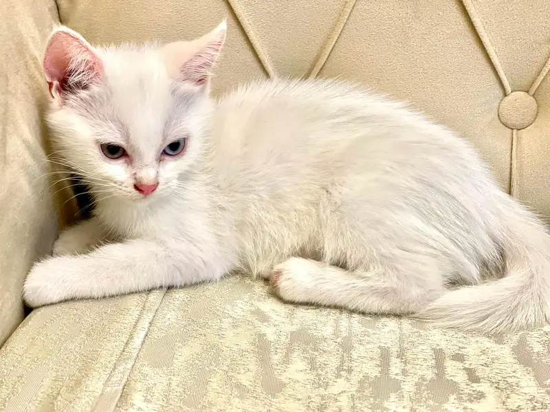 Persian good breed kittens — photo 4