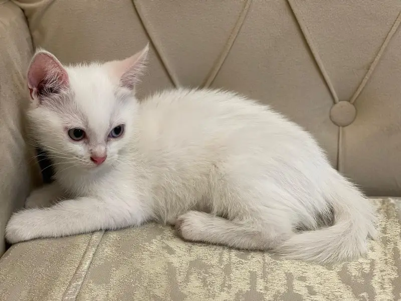 Persian good breed kittens — photo 5