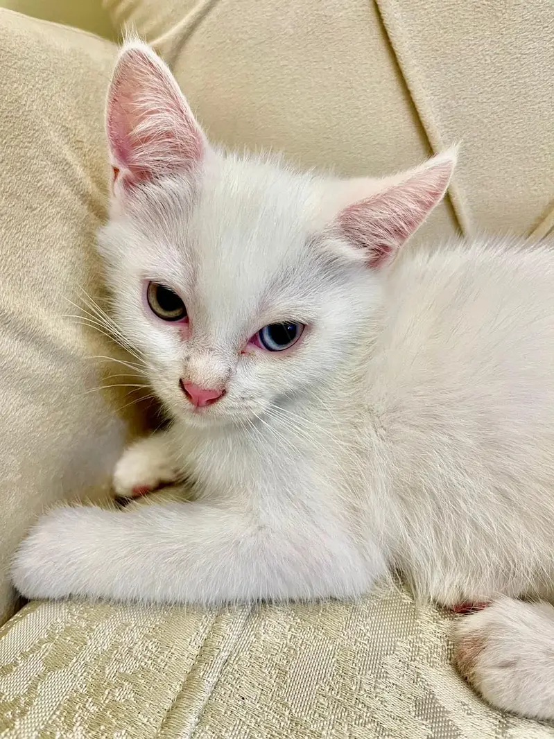 Persian good breed kittens — photo 6