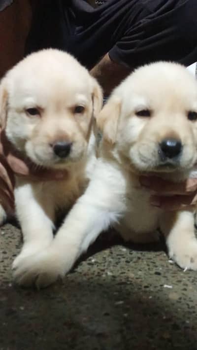 Labrador Puppies