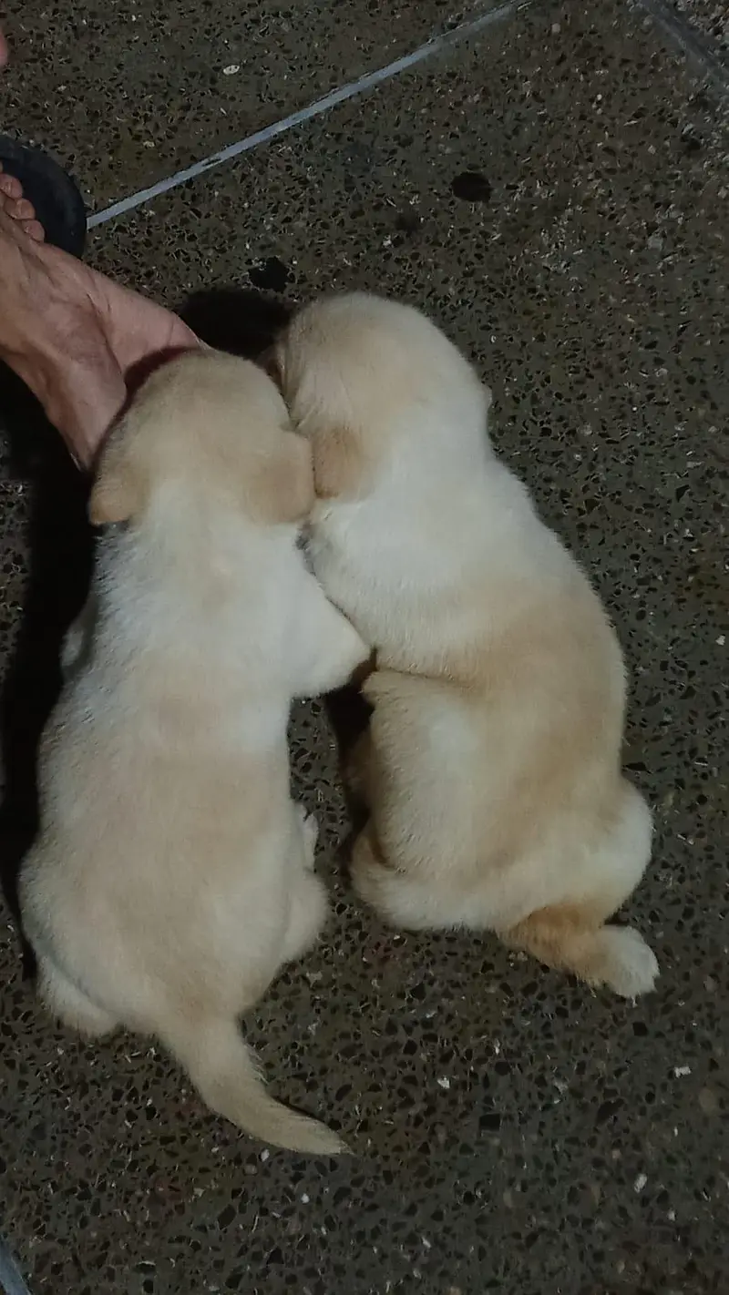 Labrador Puppies — photo 2