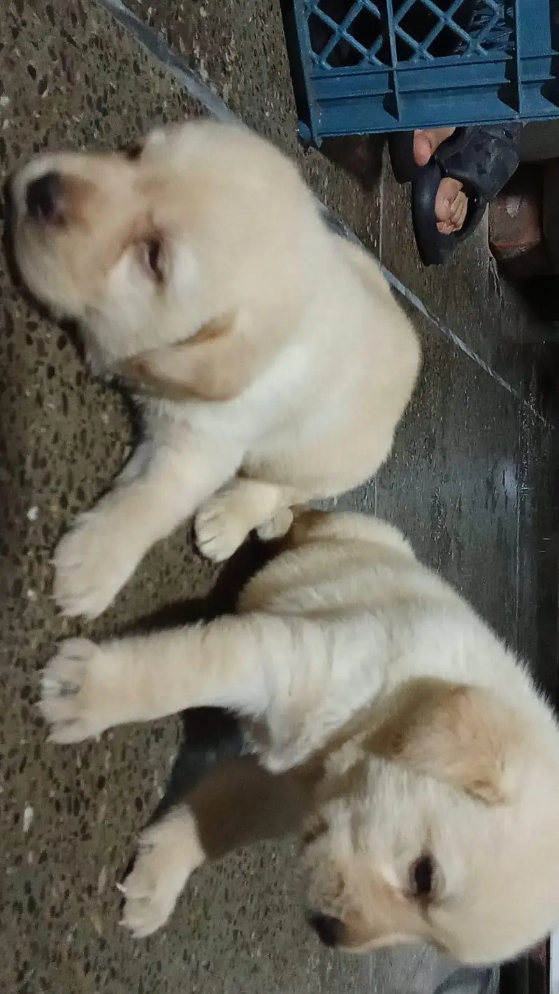 Labrador Puppies — photo 3