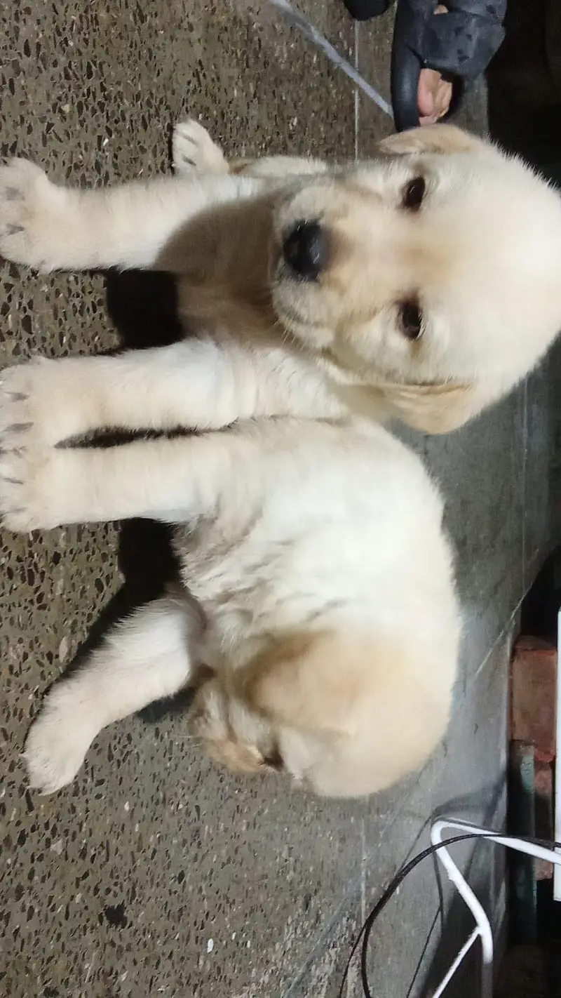 Labrador Puppies — photo 4