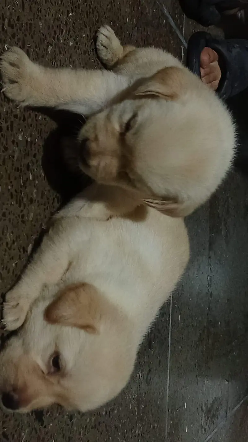 Labrador Puppies — photo 5