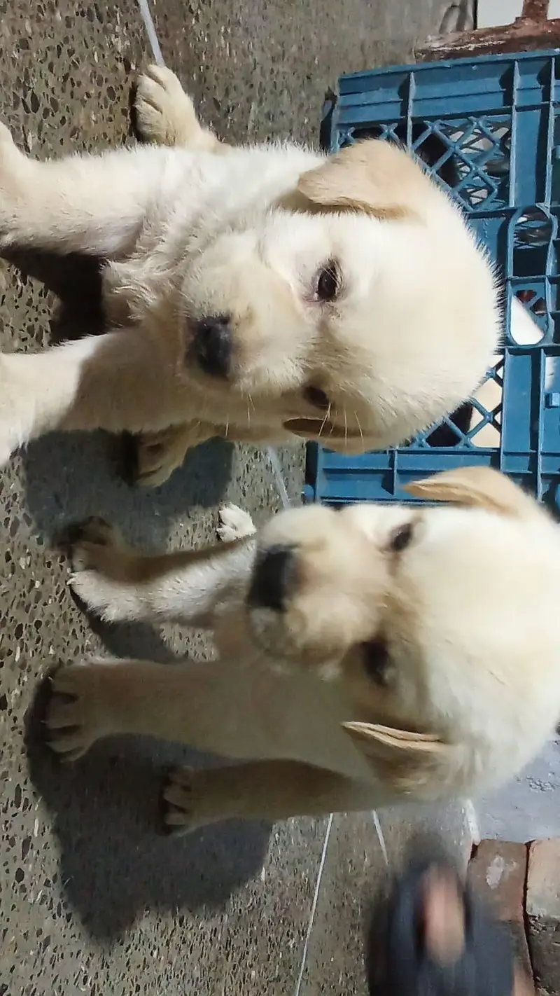 Labrador Puppies — photo 6