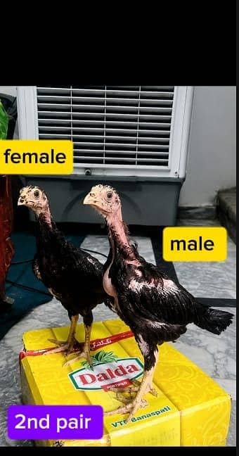 Pure Aseel Thai chicks long higted high quality Active healthy