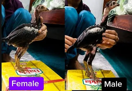 Pure Aseel Thai chicks long higted high quality Active healthy — photo 2