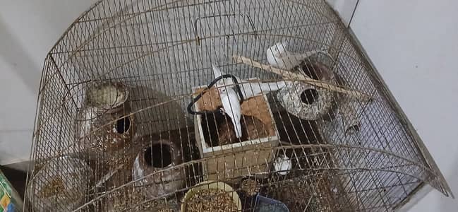 Parrots cocktale and white jawa