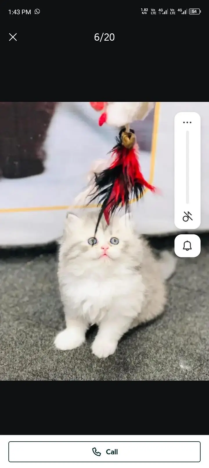 Persian cat for sale 2 month age available — photo 2