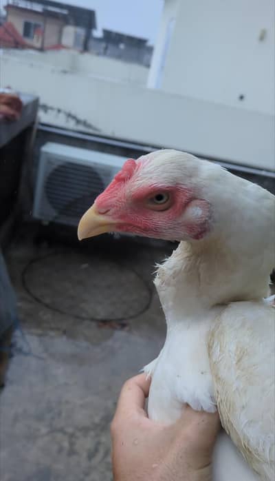shamo female/shamo male/white shamo/shamo chicks/king shamo