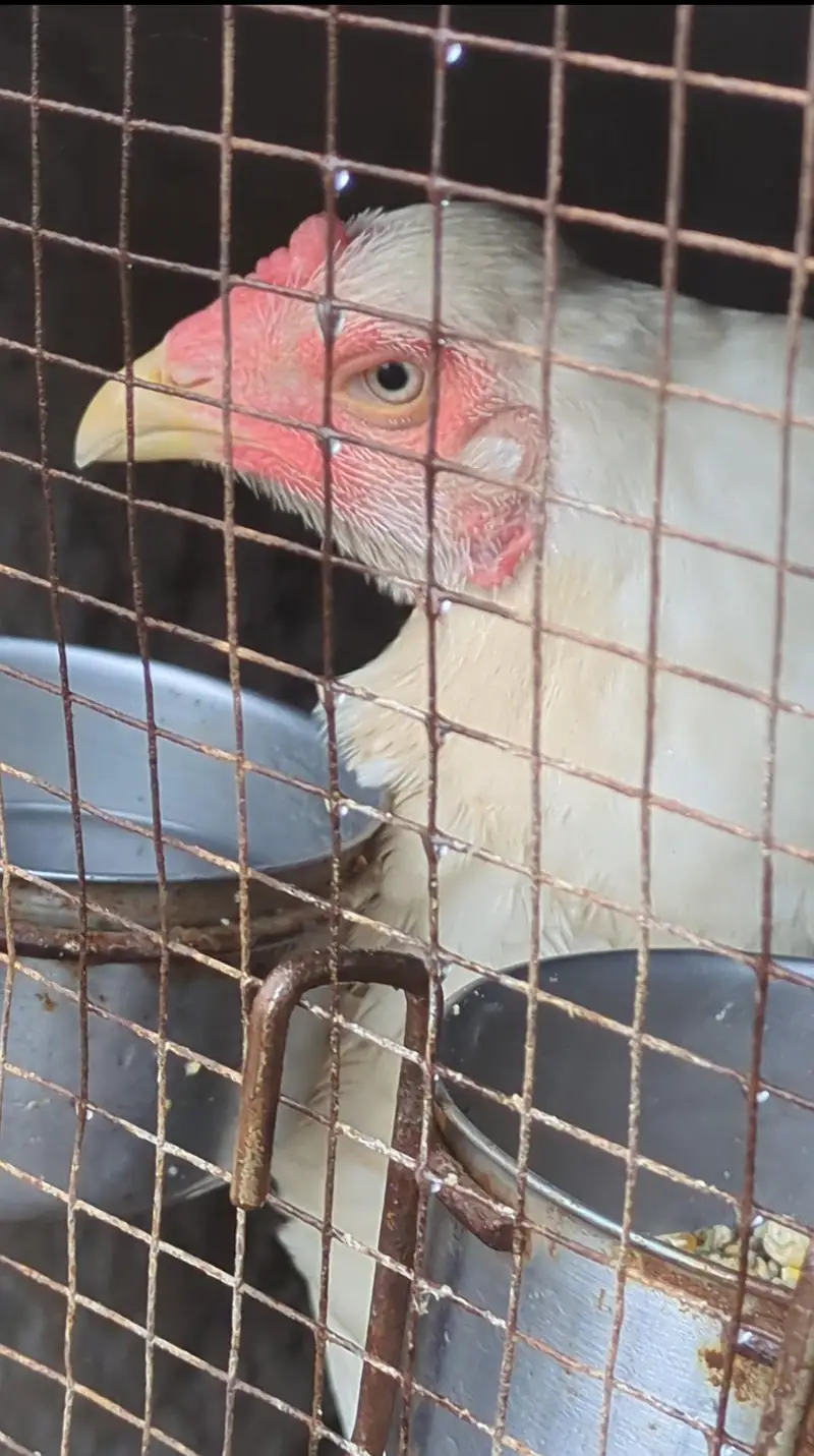 shamo female/shamo male/white shamo/shamo chicks/king shamo — photo 2