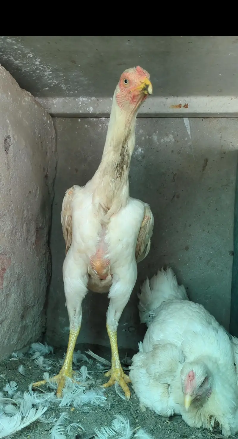 shamo female/shamo male/white shamo/shamo chicks/king shamo — photo 5