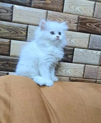 Persian cat for sale 2 month age available