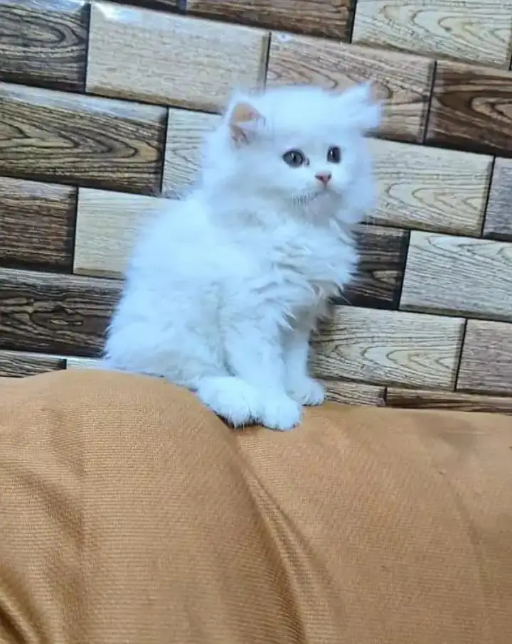 Persian cat for sale 2 month age available — photo 2