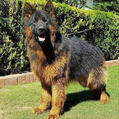 Jerman Shepherd Dog long coat for sale