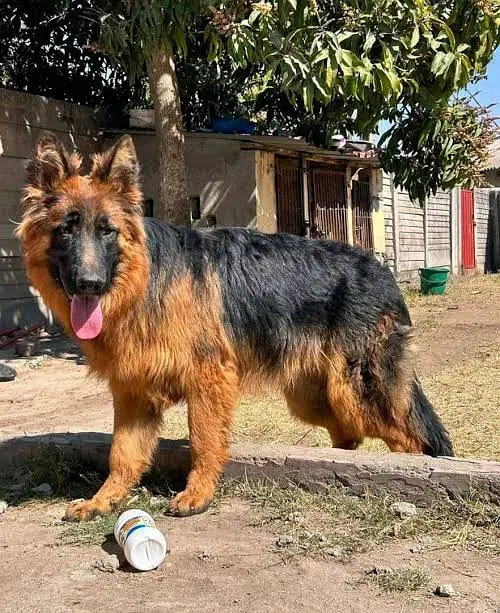 Jerman Shepherd Dog long coat for sale — photo 2