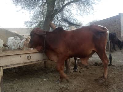 There is a little OX for sell