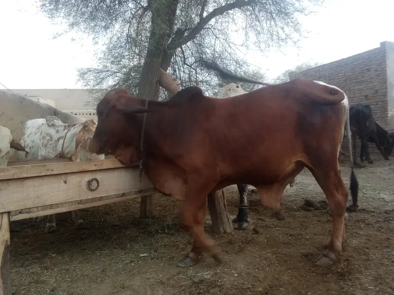 There is a little OX for sell