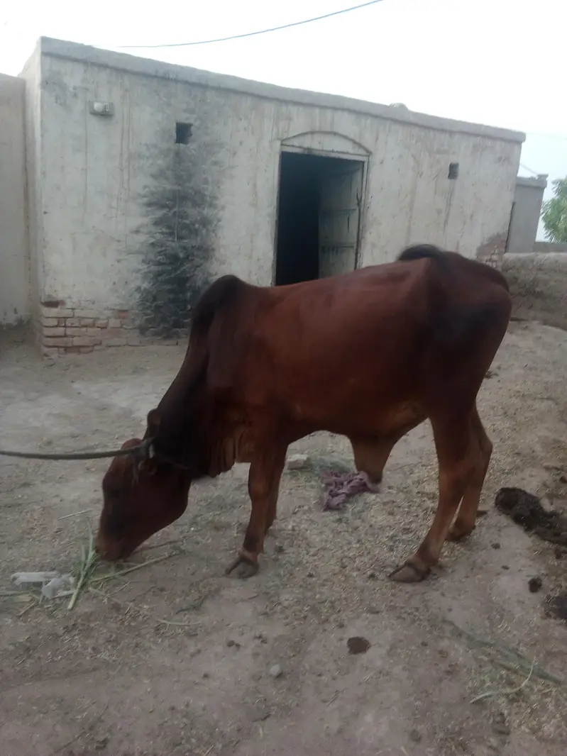 There is a little OX for sell — photo 2
