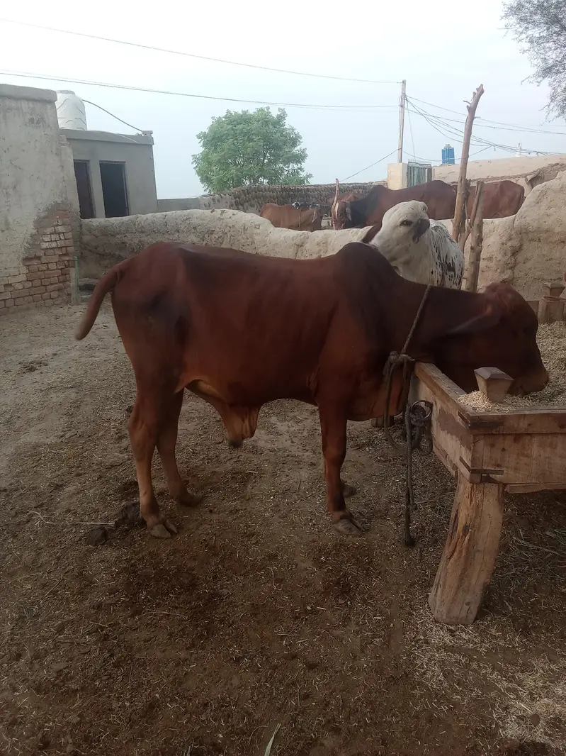 There is a little OX for sell — photo 3