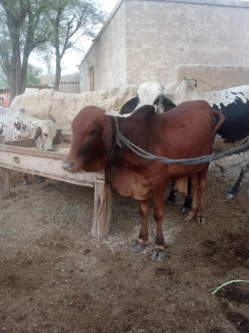 There is a little OX for sell — photo 4
