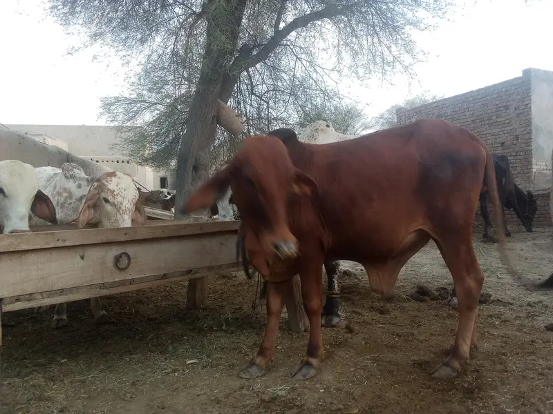 There is a little OX for sell — photo 5