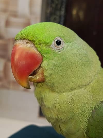 Raw parrot for sale