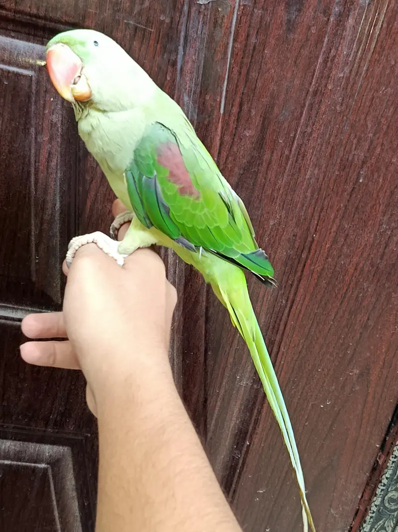 Raw parrot for sale — photo 3