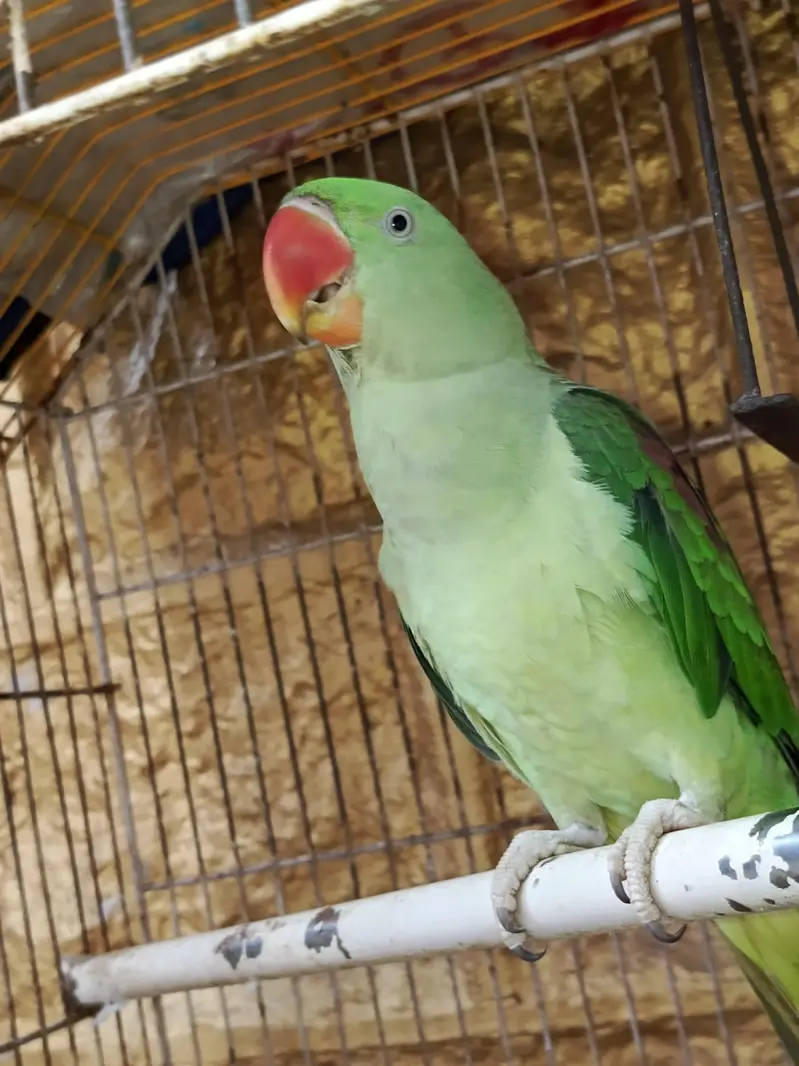 Raw parrot for sale — photo 4