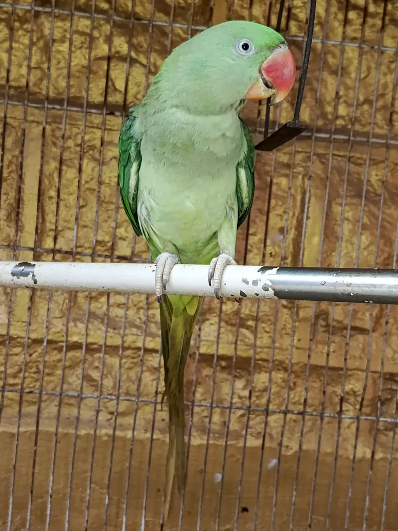 Raw parrot for sale — photo 5