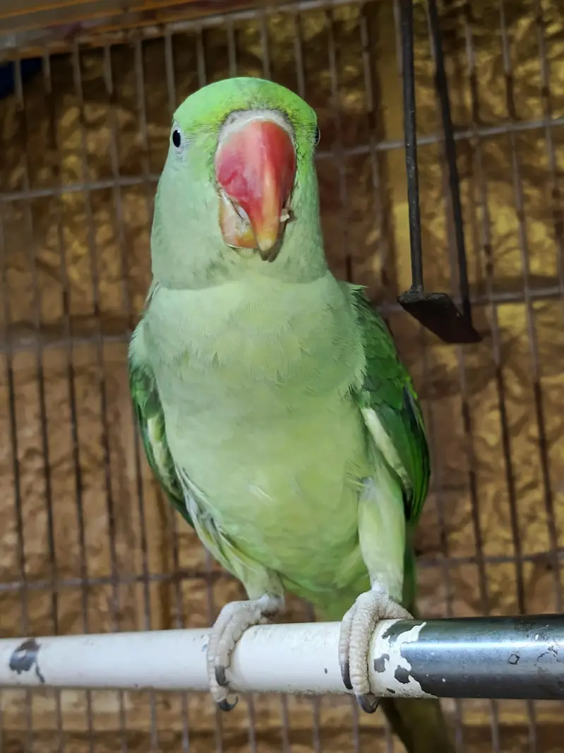 Raw parrot for sale — photo 6