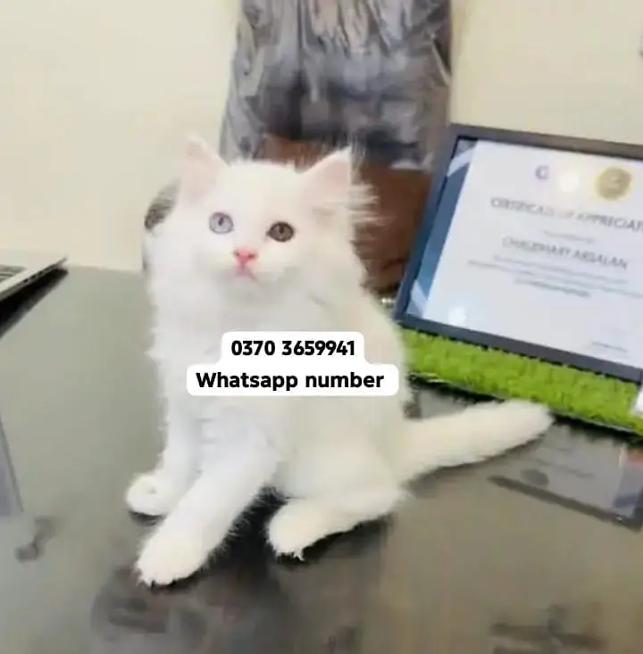 ( Persian Female Kitten ) For sale Contact WhatsApp — photo 2