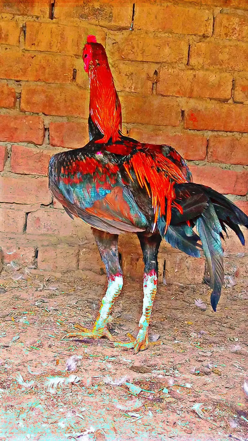 Walaiti patha urgent for sale & Replacement b Hojay Ga kisi female sth — photo 5
