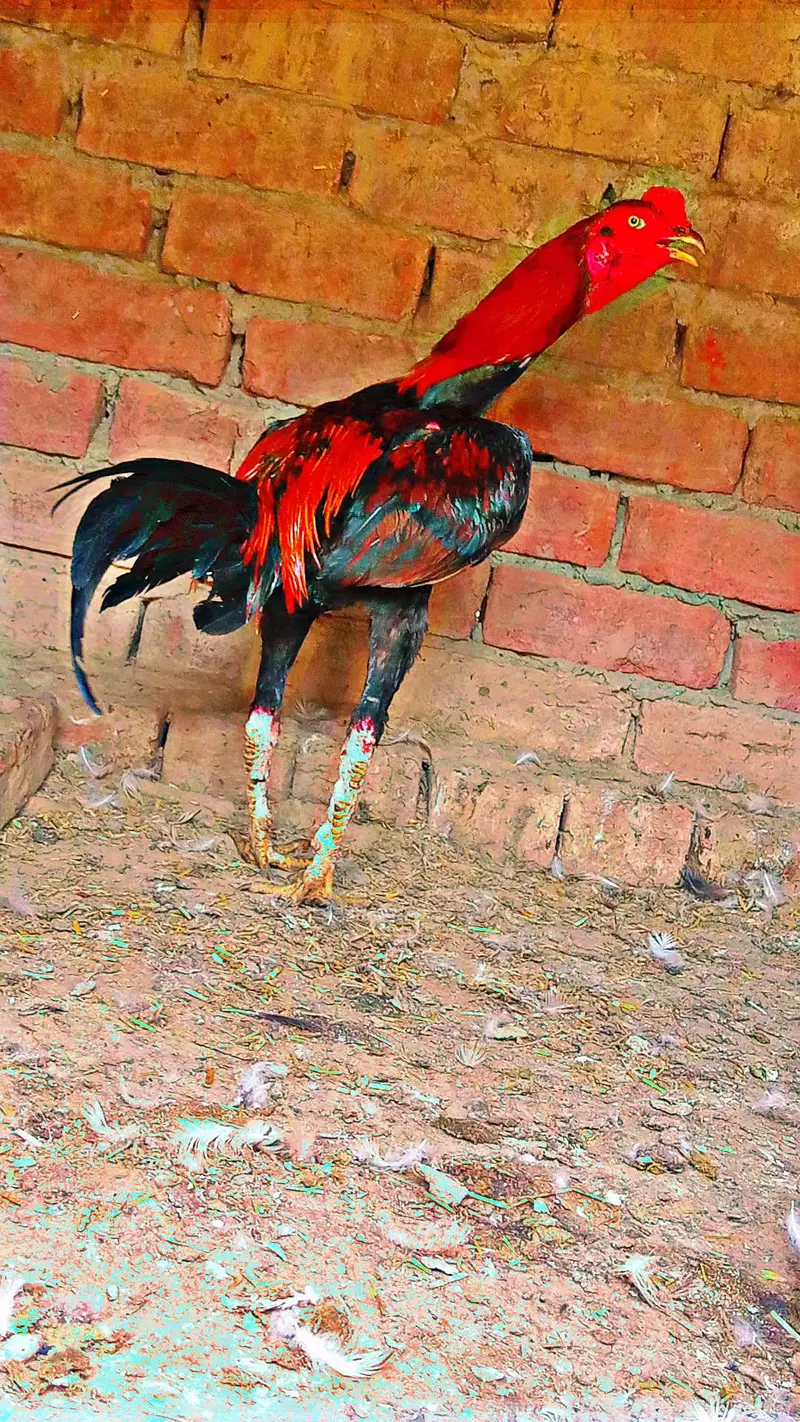 Walaiti patha urgent for sale & Replacement b Hojay Ga kisi female sth — photo 6